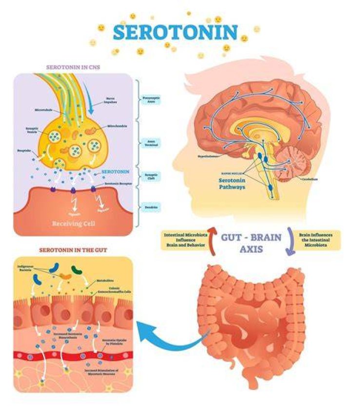 Does serotonin stop anxiety?