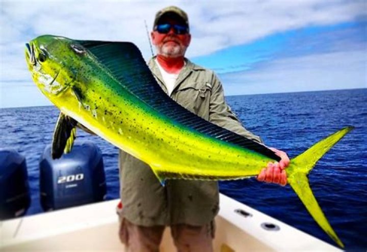 How big does a mahi mahi have to be to keep it?