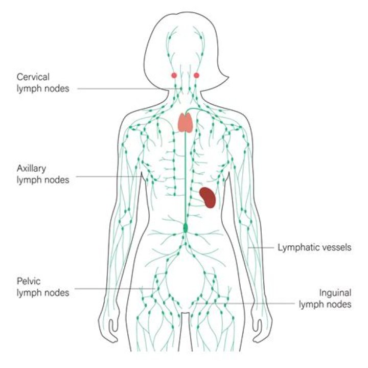 How do I check my lymph nodes?