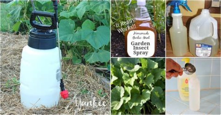 How do I make a natural insecticide for plants?