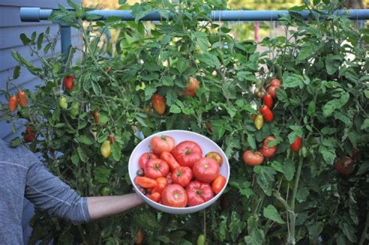 How do I protect my tomatoes from caterpillars?