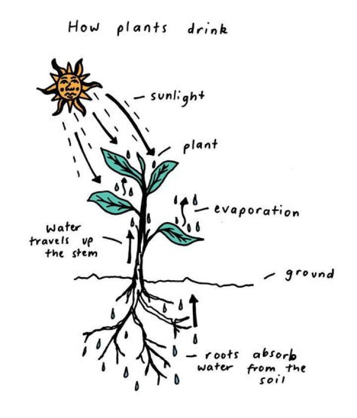 How do plants drink?