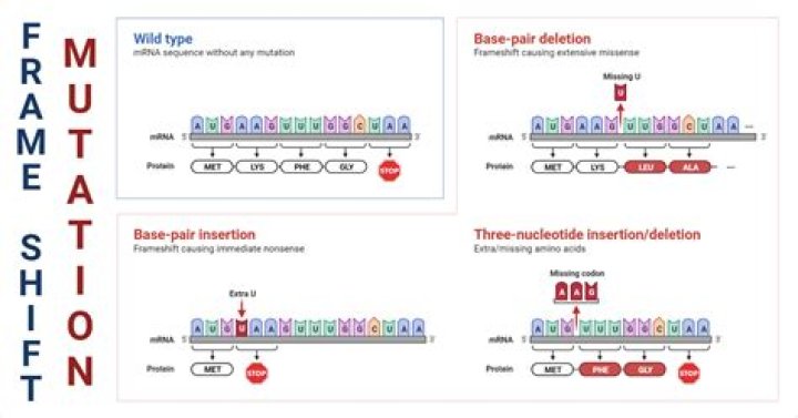 How do you identify a frameshift mutation?
