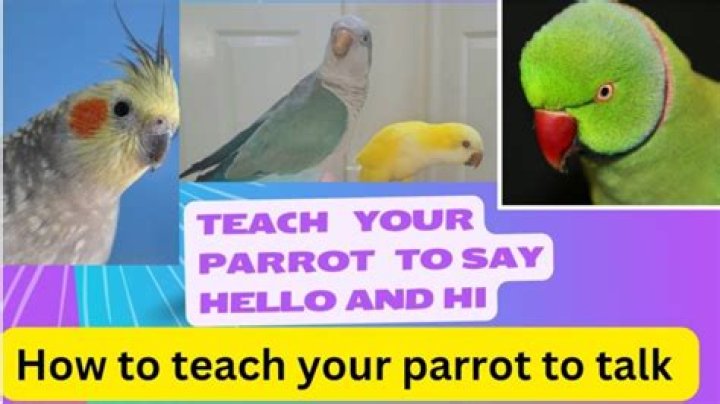 How do you teach a parrot its name?
