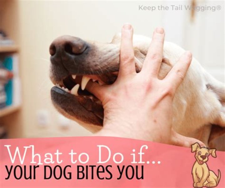 How do you tease a dog?