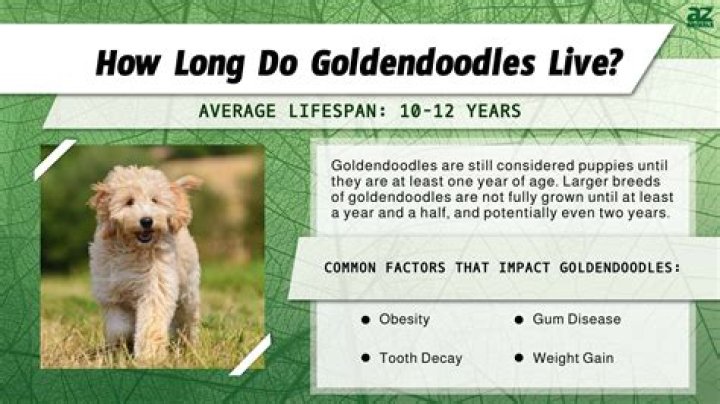How long do Golden Doodles live?