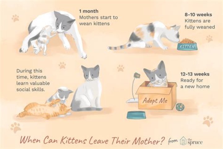 How long does it take for a cat to pass an object?