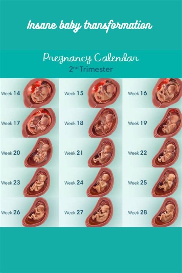 How many weeks are my babies?