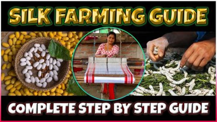 How profitable is silk farming?
