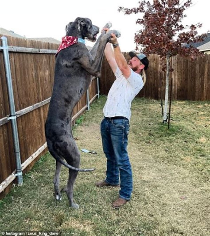 How tall is Zeus the dog?