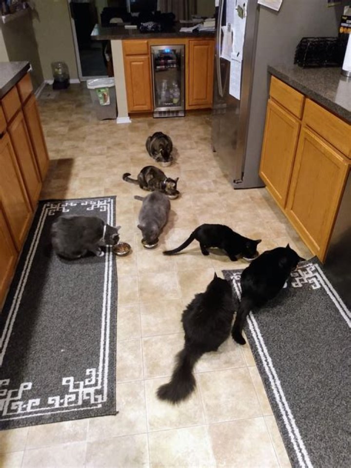 Is 7 cats too many?