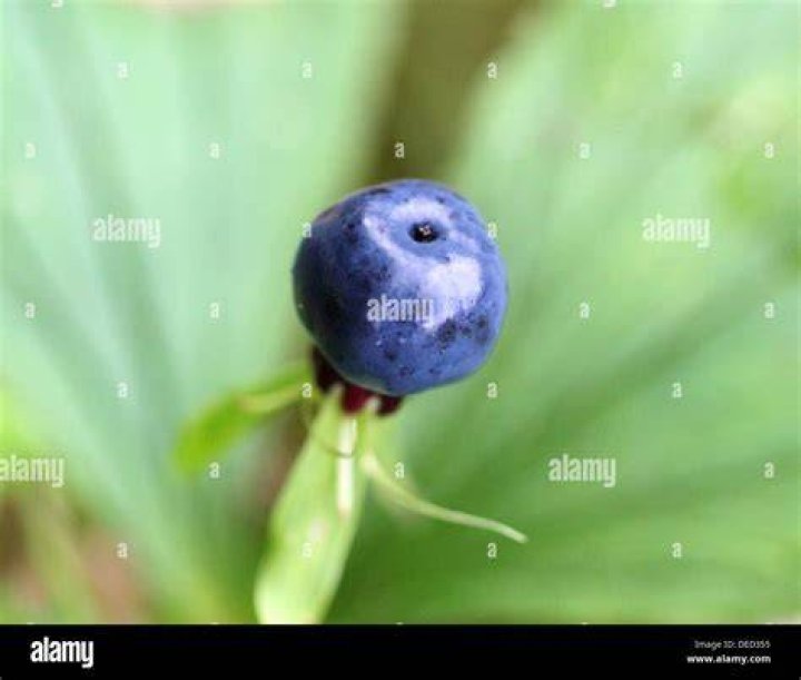 Is blue food poisonous?