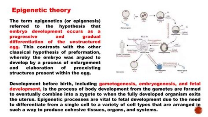 Is epigenesis theory accepted?