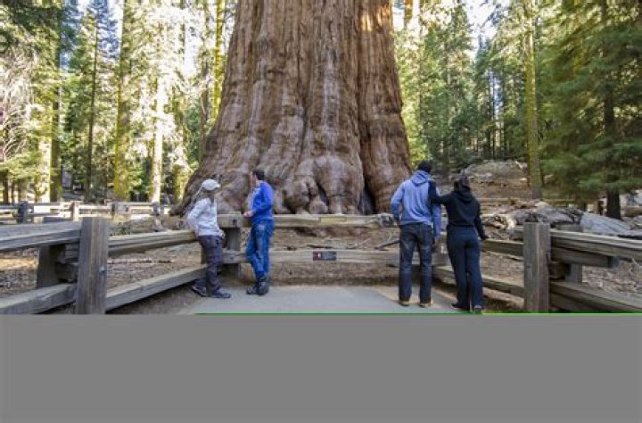 Is it illegal to cut down a sequoia tree?