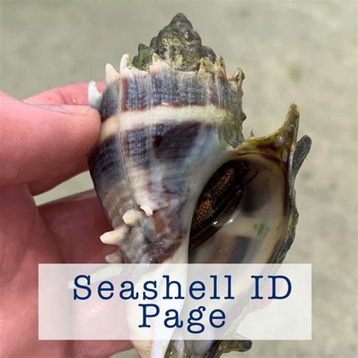 Is it illegal to take conch shells from the beach?