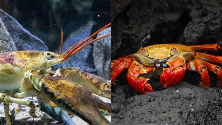 Is lobster poisonous when dead?