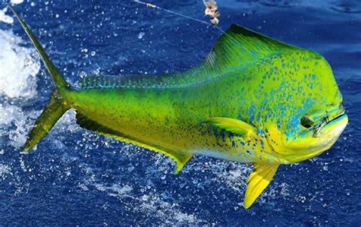 Is mahi mahi tuna or dolphin?