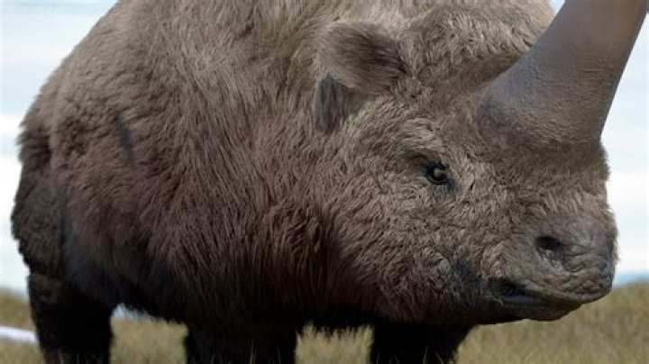 Is the Siberian unicorn real?