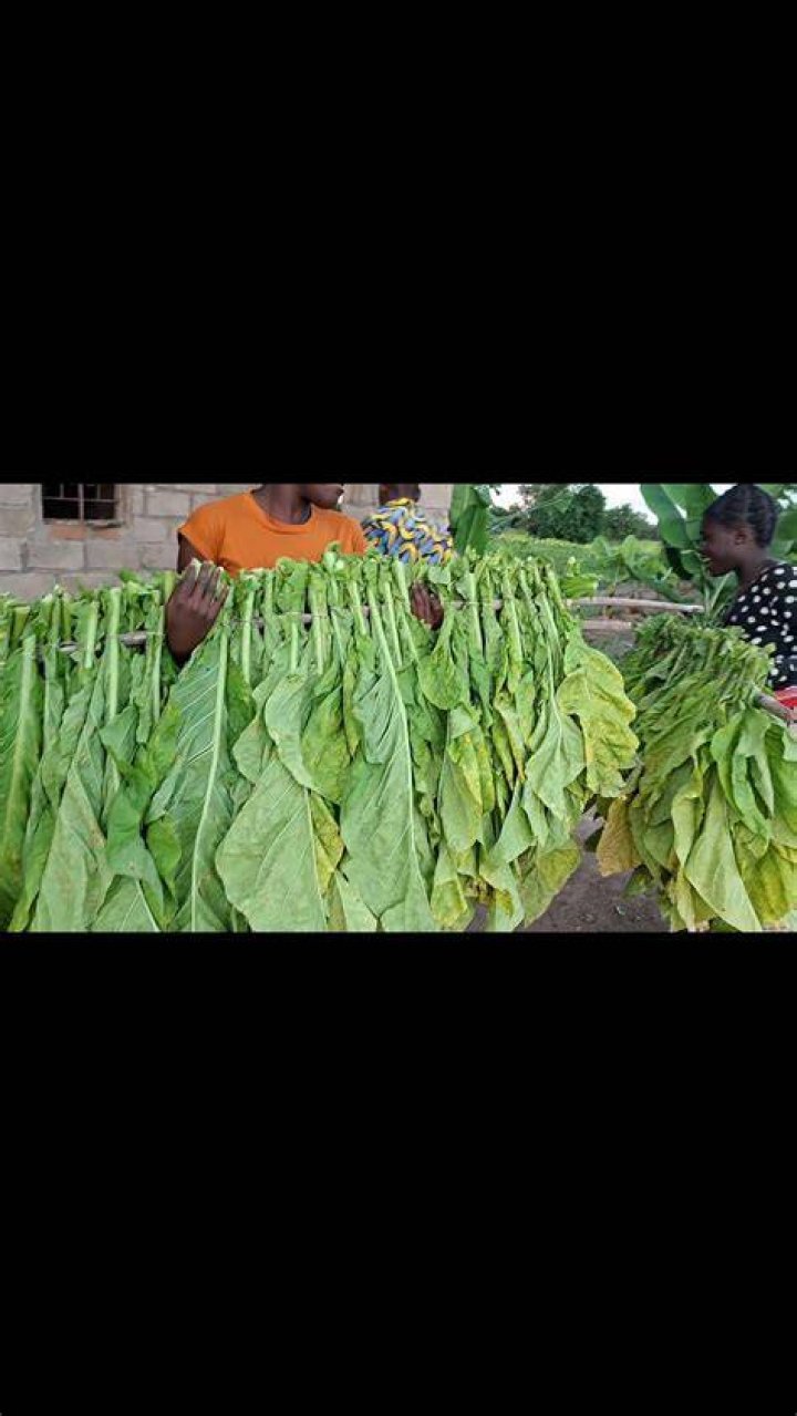 Is tobacco a vegetable?