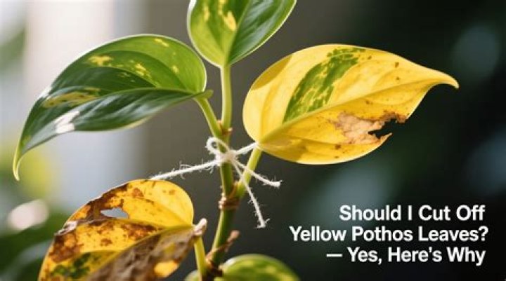 Should I cut off yellow pothos leaves?