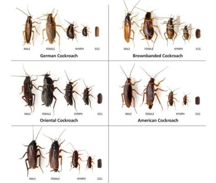 Should I squish a cockroach?