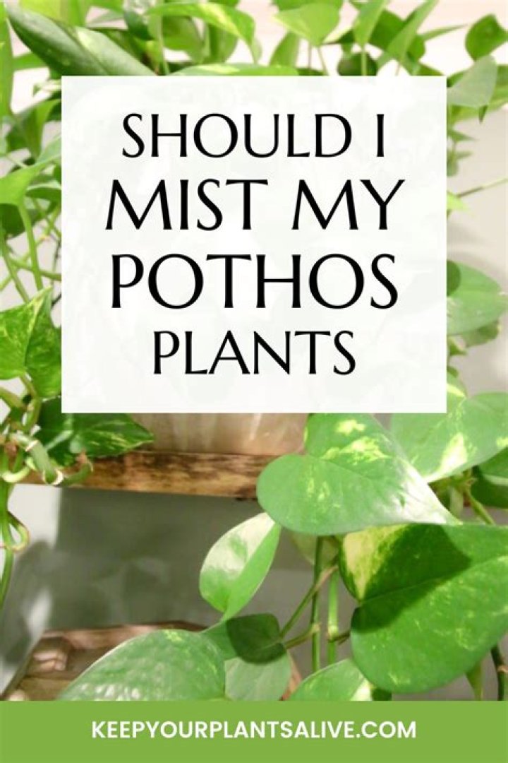 Should you mist a happy plant?