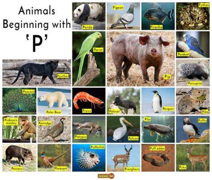 What animal starts with an P?