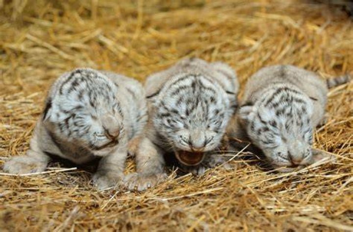 What are baby tigers called?