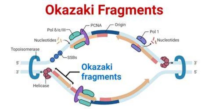 What are Okazaki fragments why are they named so?