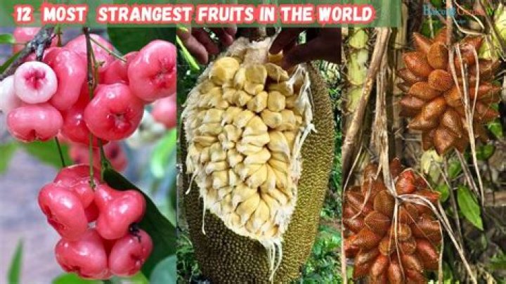 What are some weird fruits?