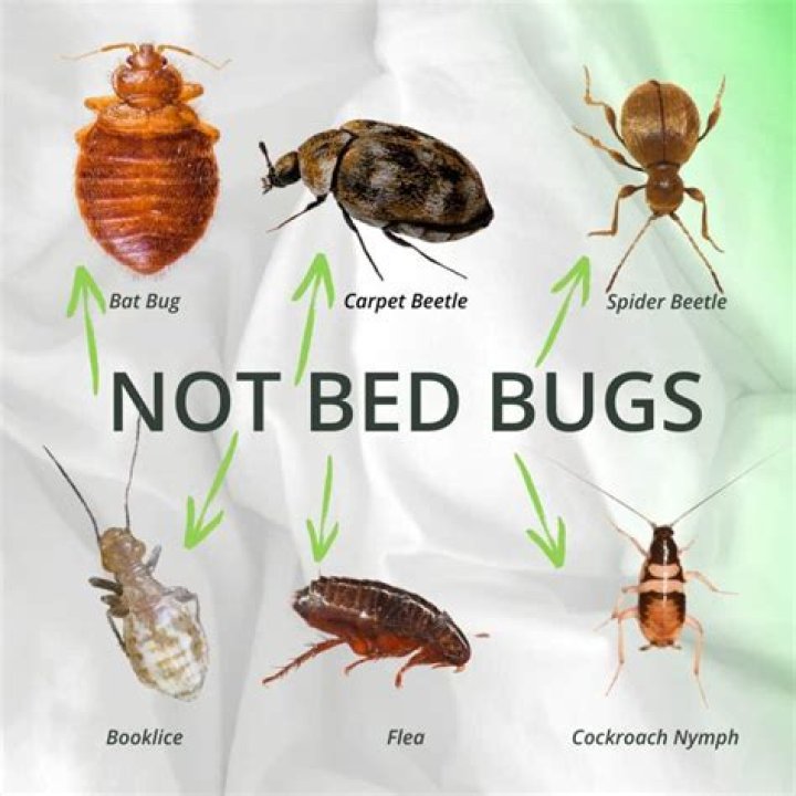 What can be mistaken for bed bug eggs?