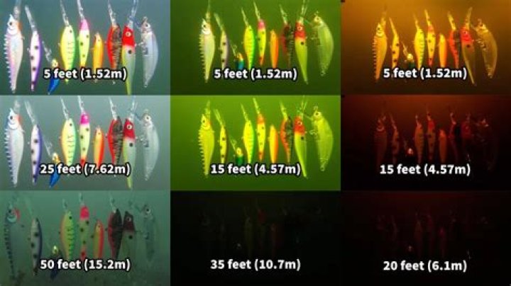 What color do fish see best?