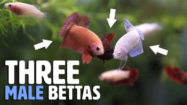 What do betta beads do?