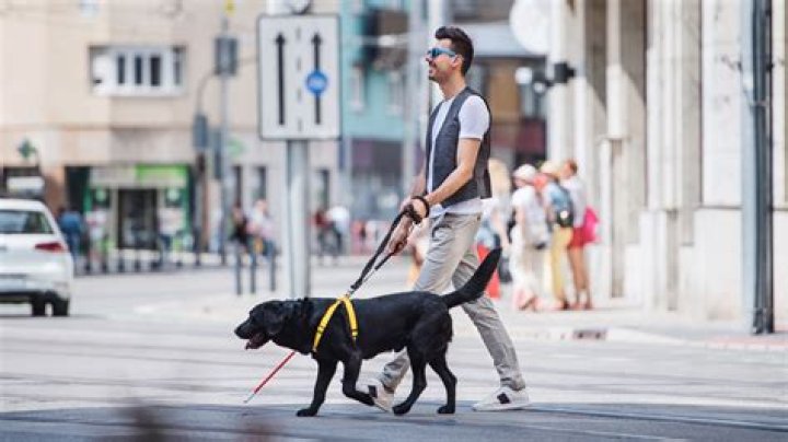 What do dogs do for blind people?