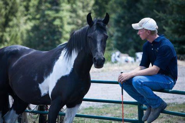 What do horses think of humans?