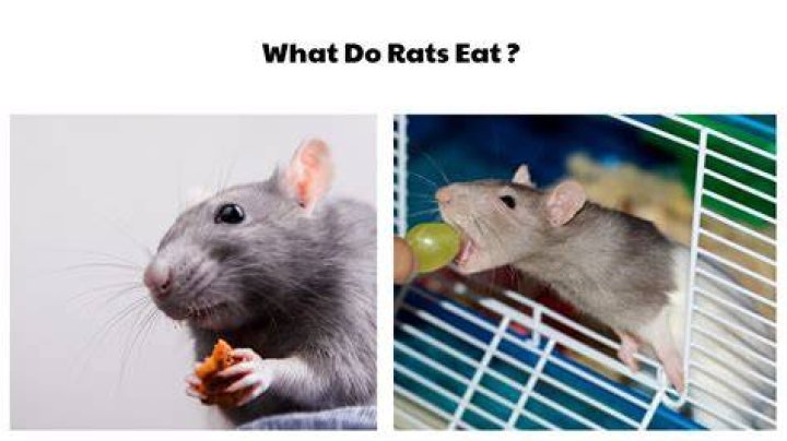 What do rats enjoy the most?