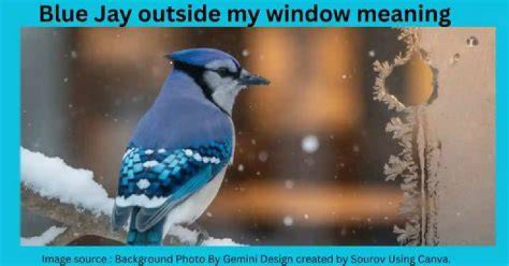 What does a blue jay at your window mean?