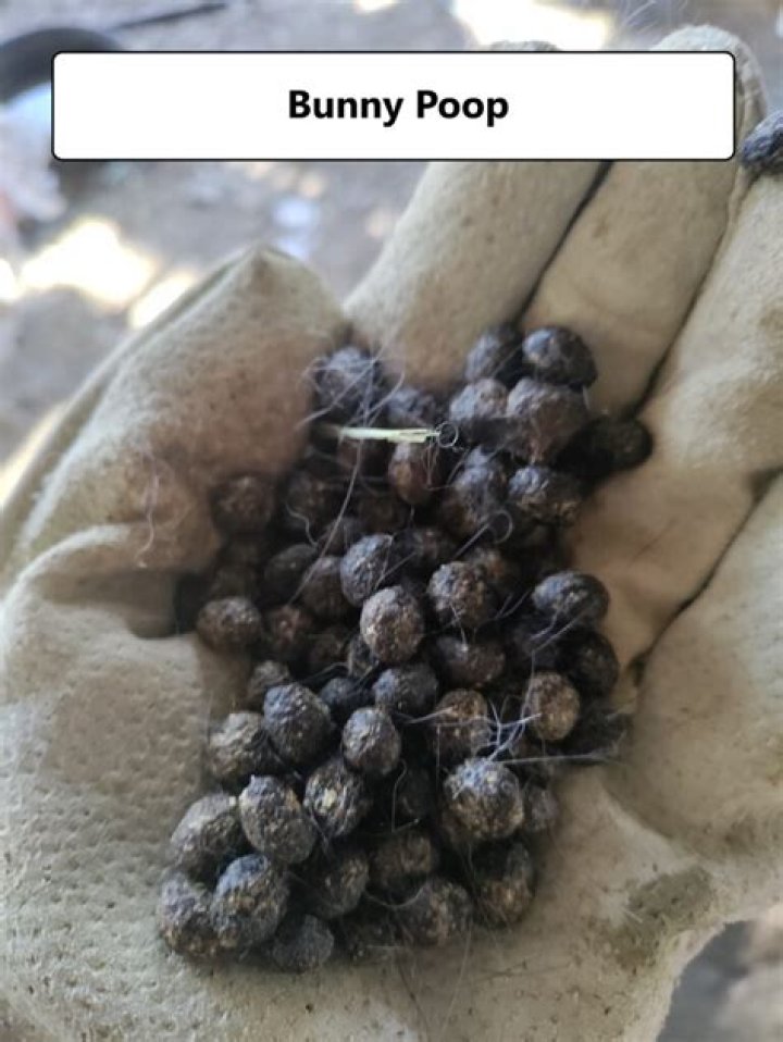 What does bunny poop mean?
