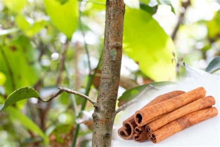 What does Cinnamon do to plants?