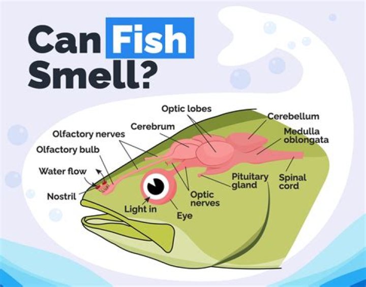 What does Disney water smell like?