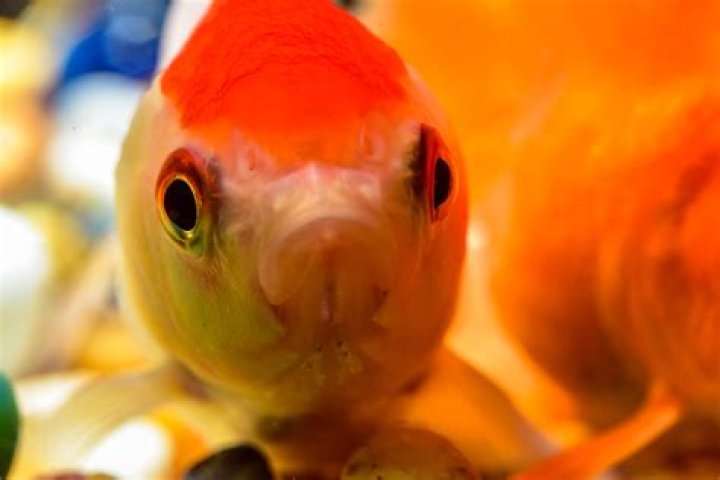 What does goldfish taste like?