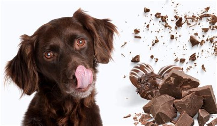 What does milk chocolate do to dogs?