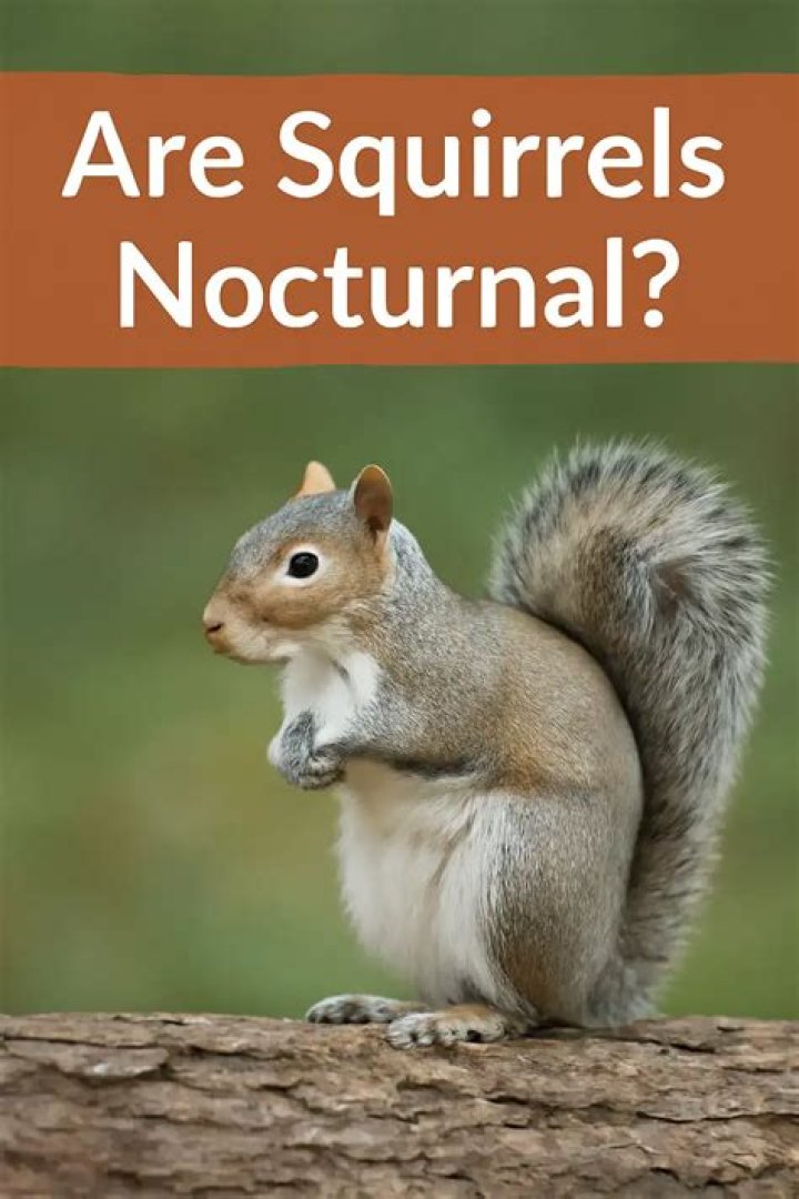 What does squirrel in attic sound like?