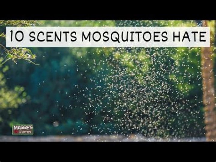 What essential oil smell do mosquitoes hate?