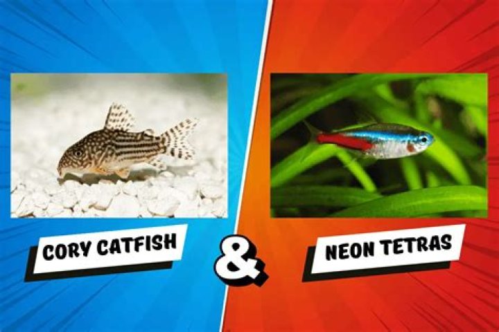 What fish can go with corydoras?