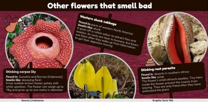 What flower smells like peach?