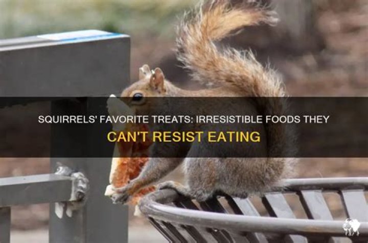 What food can squirrels not resist?
