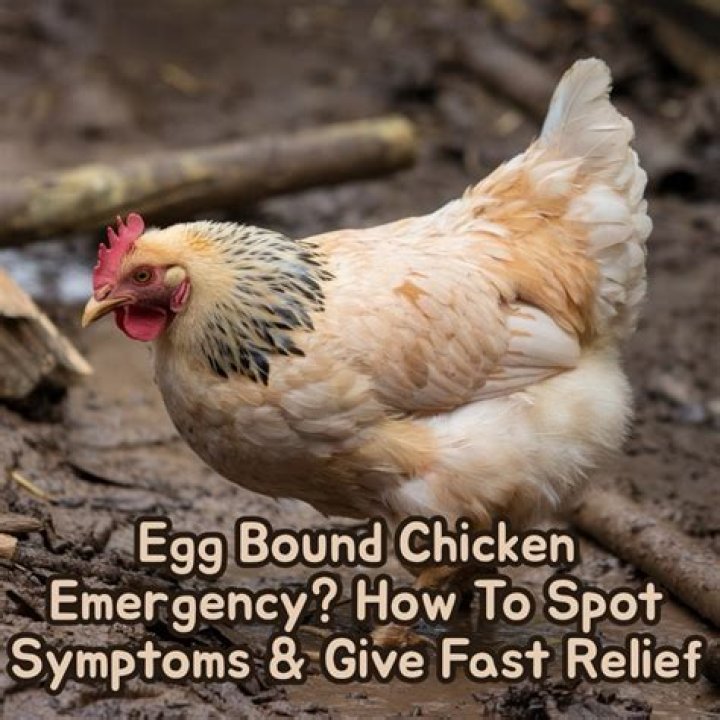 What happens when a chicken is stressed?
