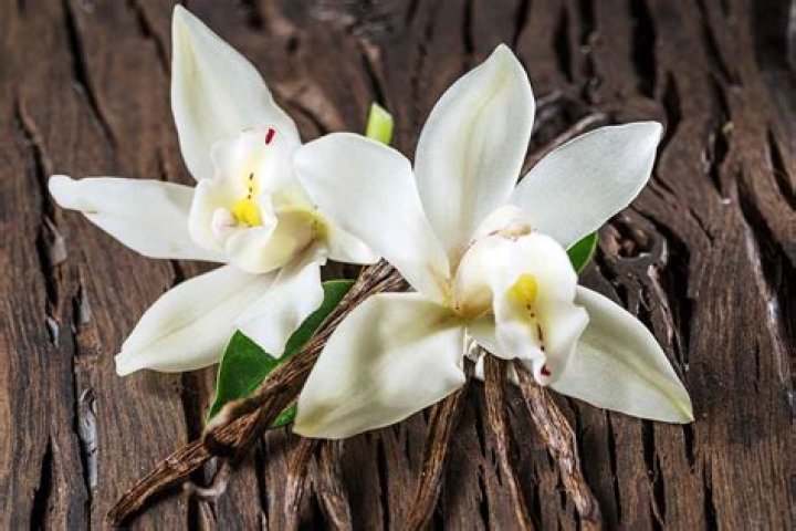 What herb smells like vanilla?