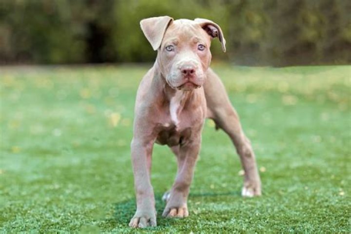 What is a champagne Pitbull?